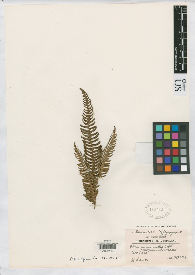 Pteris micracantha