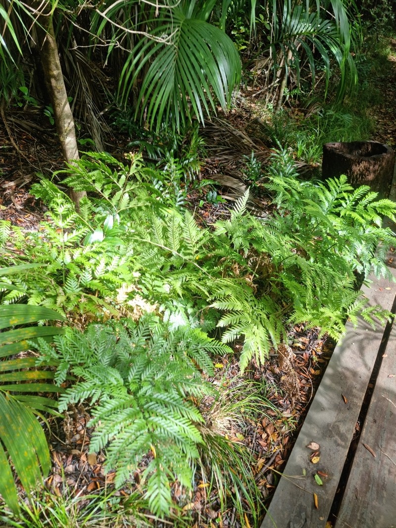 Pteris microptera