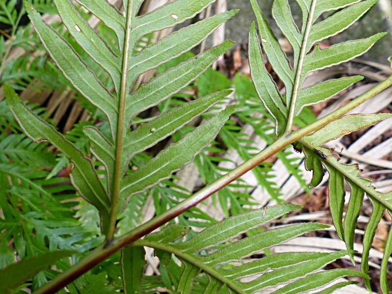 Pteris microptera photo 2
