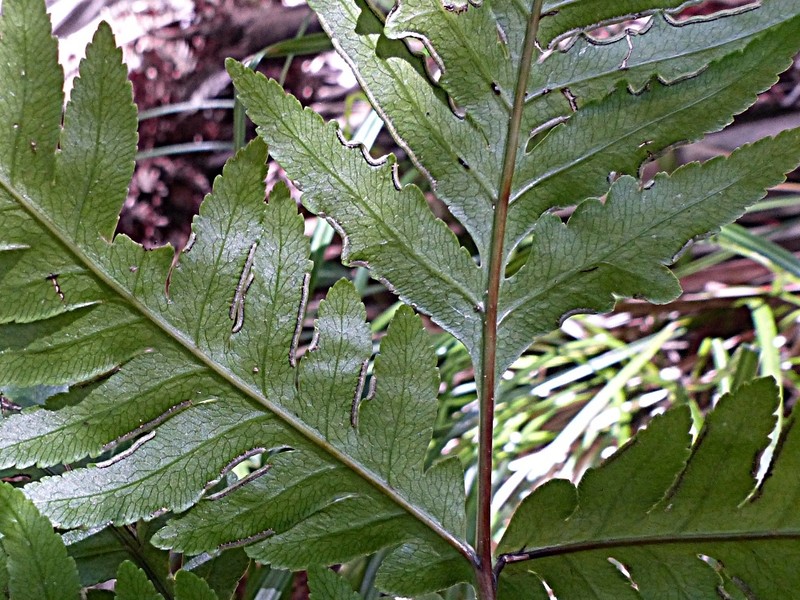 Pteris microptera photo 3