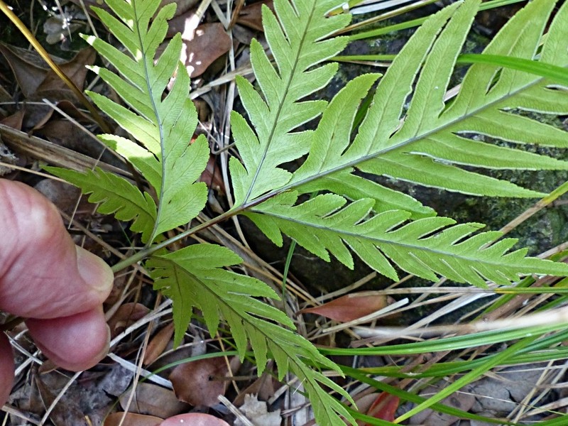 Pteris microptera photo 4