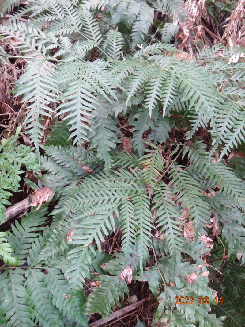Pteris microptera photo 5
