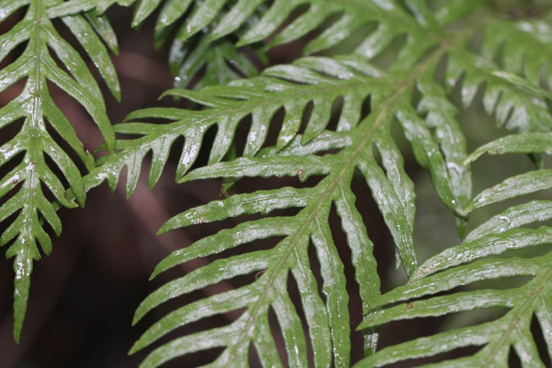 Pteris microptera photo 6