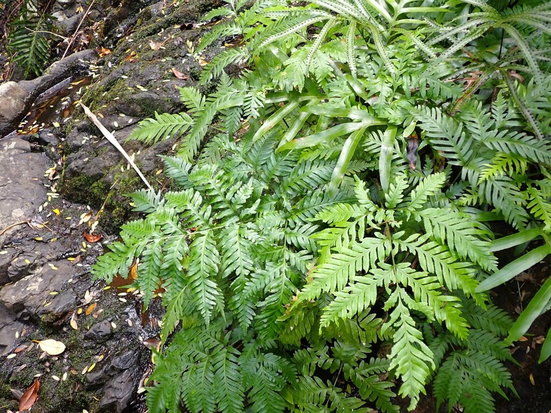 Pteris microptera photo 7