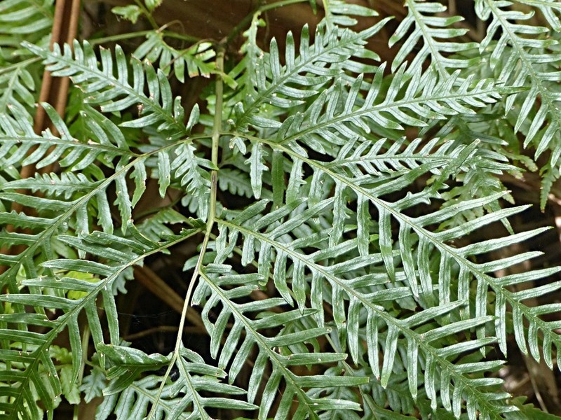 Pteris microptera photo 8