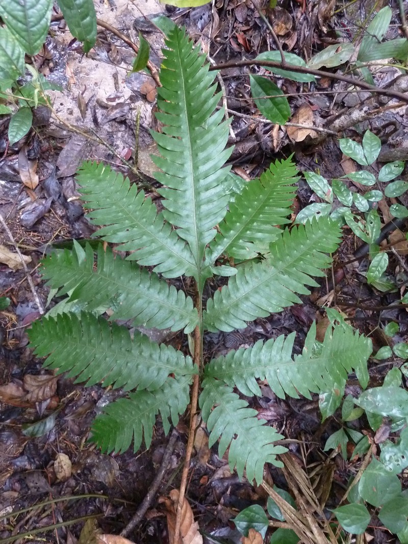 Pteris mildbraedii