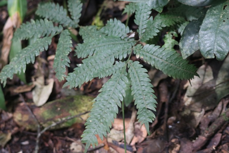 Pteris mildbraedii photo 2
