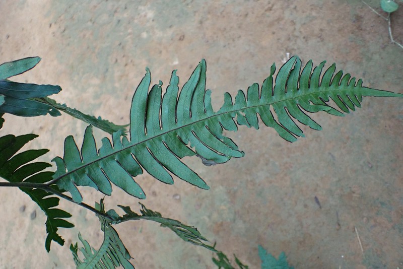 Pteris mildbraedii photo 3