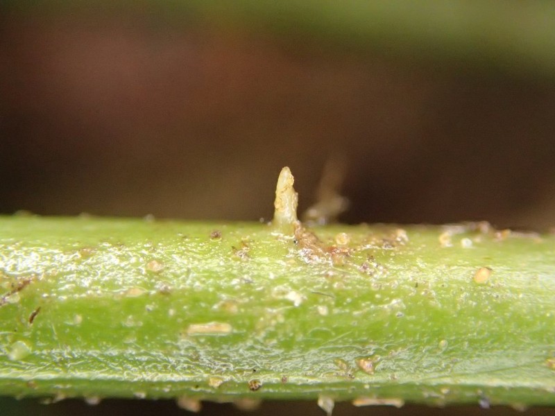 Pteris mildbraedii photo 4