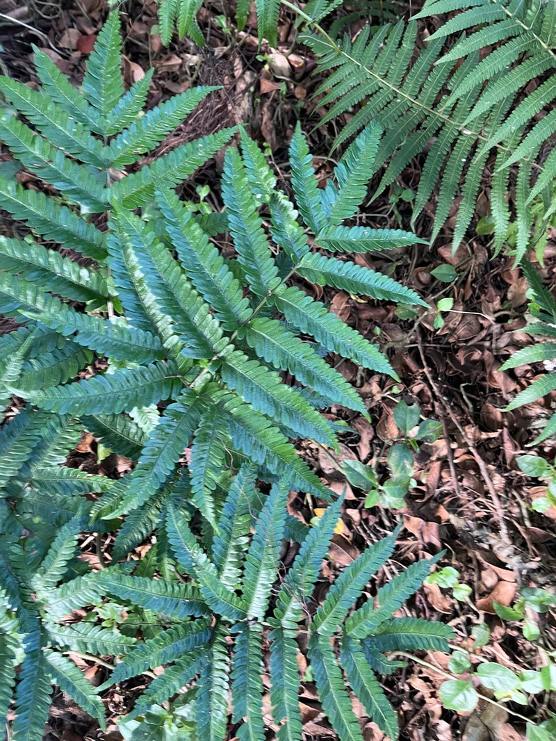 Pteris minor photo 2
