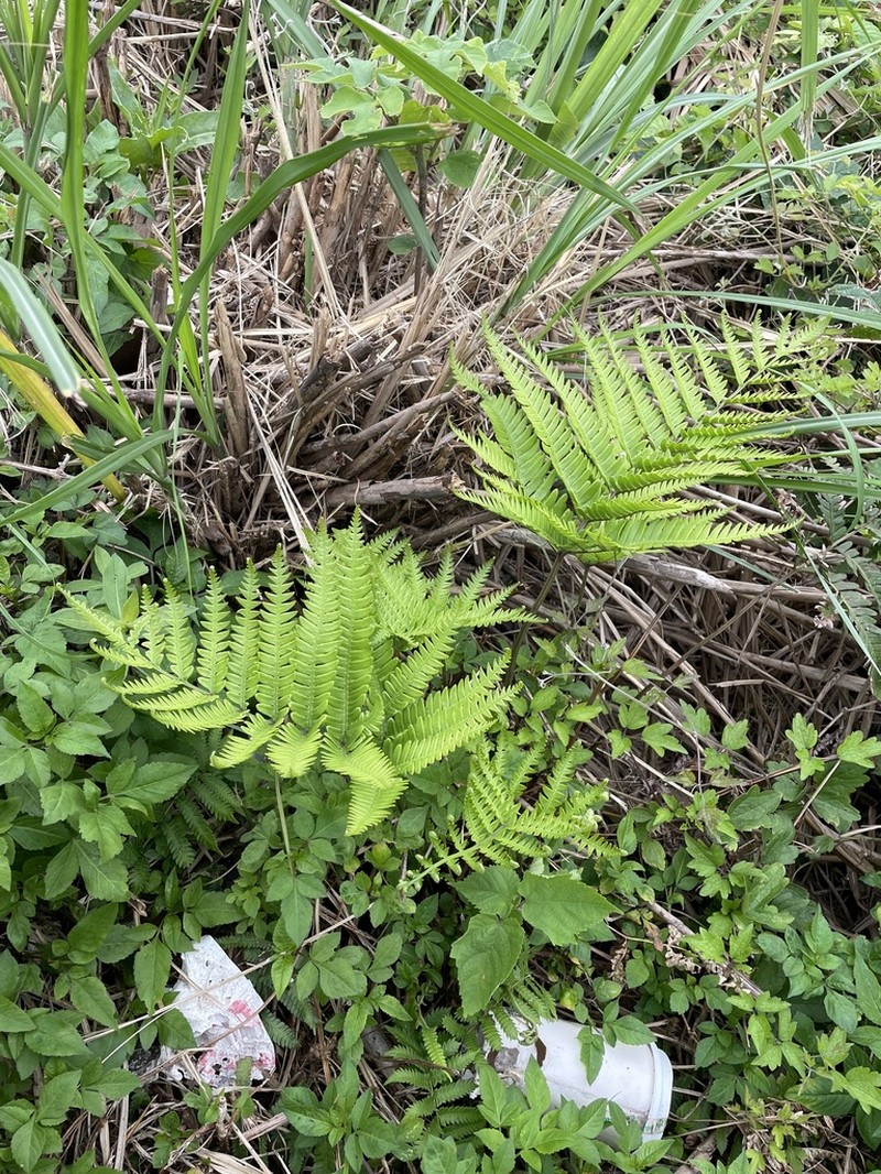 Pteris minor photo 3