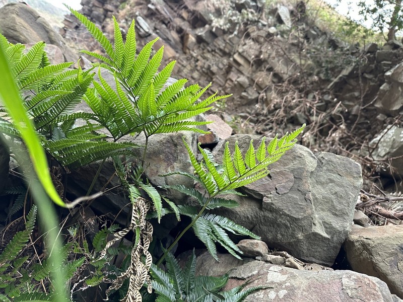 Pteris minor photo 4
