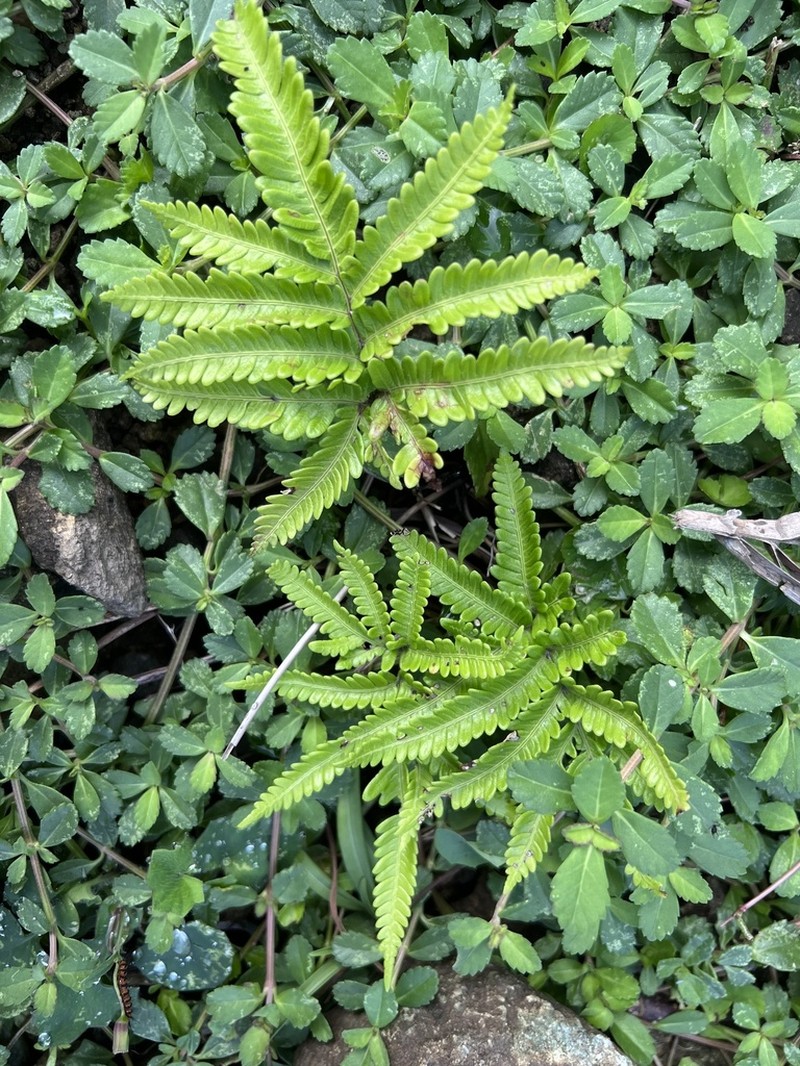 Pteris minor photo 5