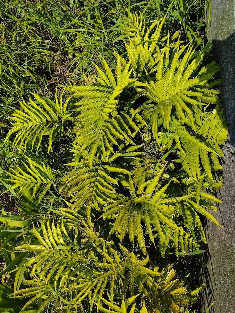 Pteris minor photo 6