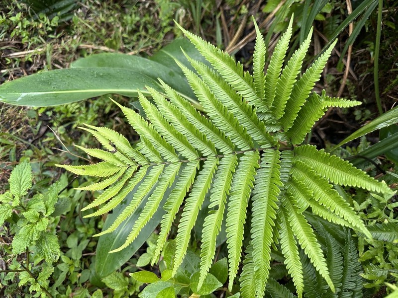 Pteris minor photo 8
