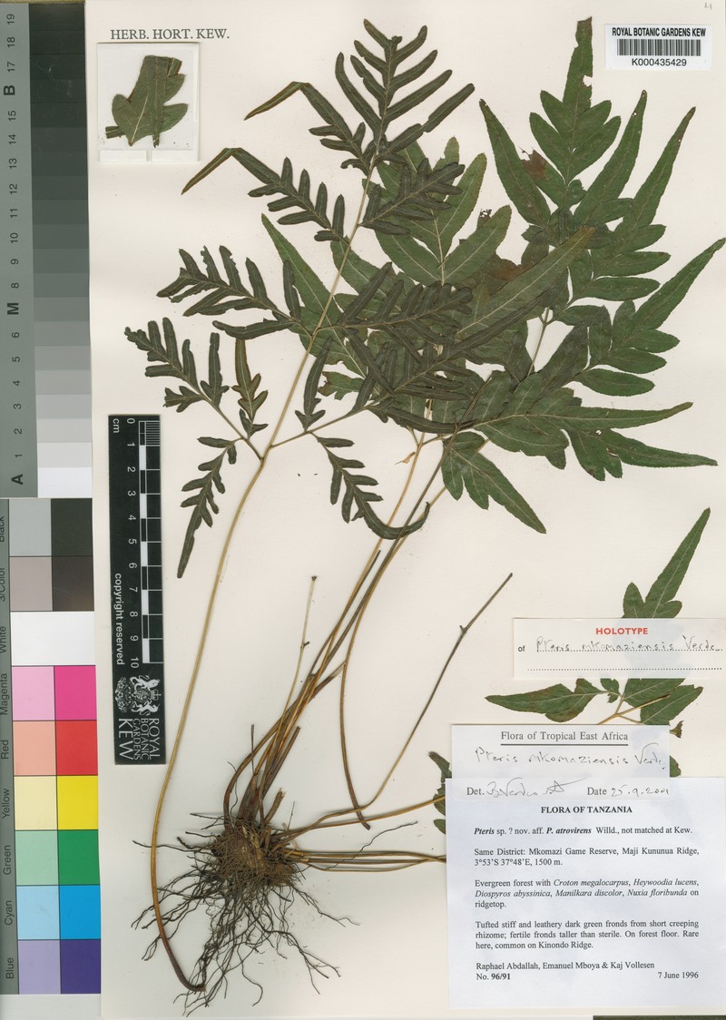 Pteris mkomaziensis