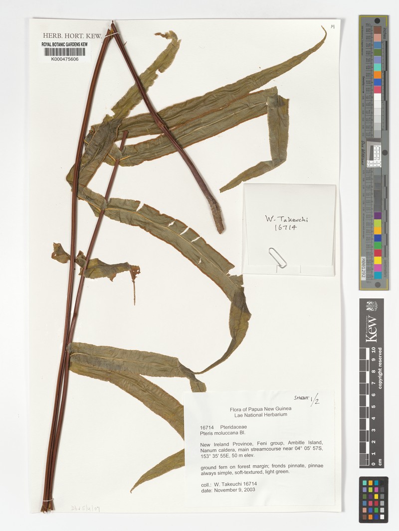 Pteris moluccana photo 2