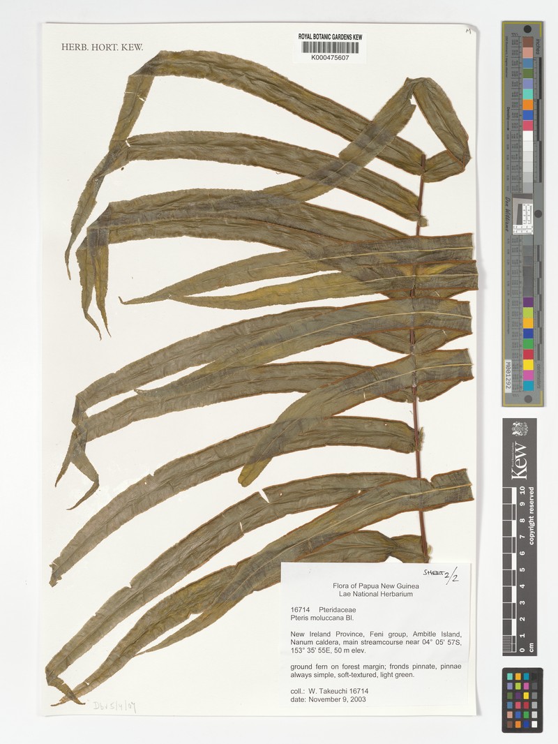 Pteris moluccana photo 3