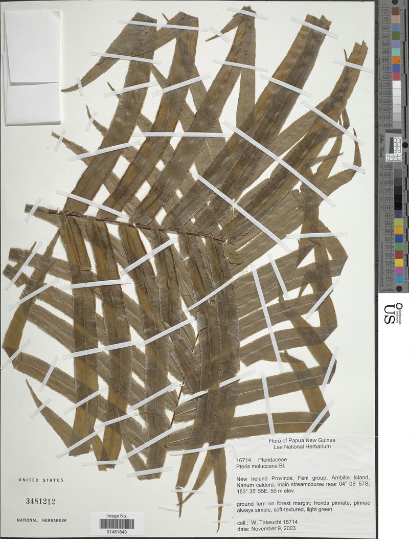 Pteris moluccana photo 4