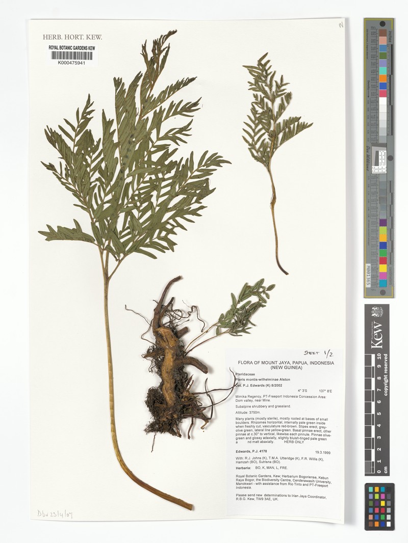 Pteris montis-wilhelminae photo 2