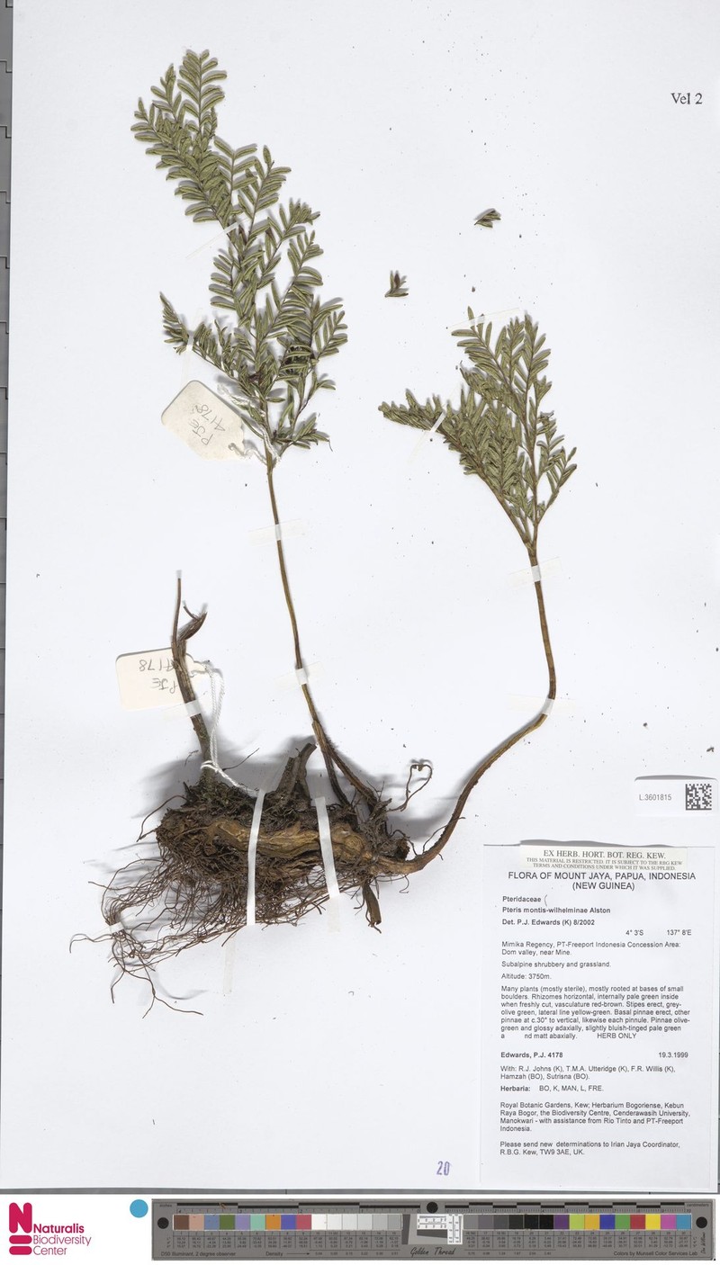 Pteris montis-wilhelminae photo 3