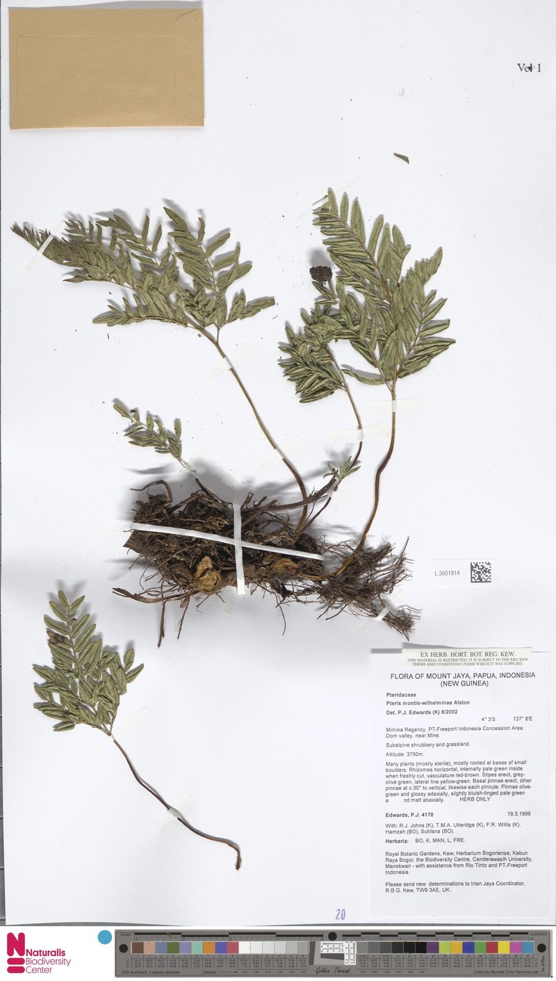 Pteris montis-wilhelminae photo 4