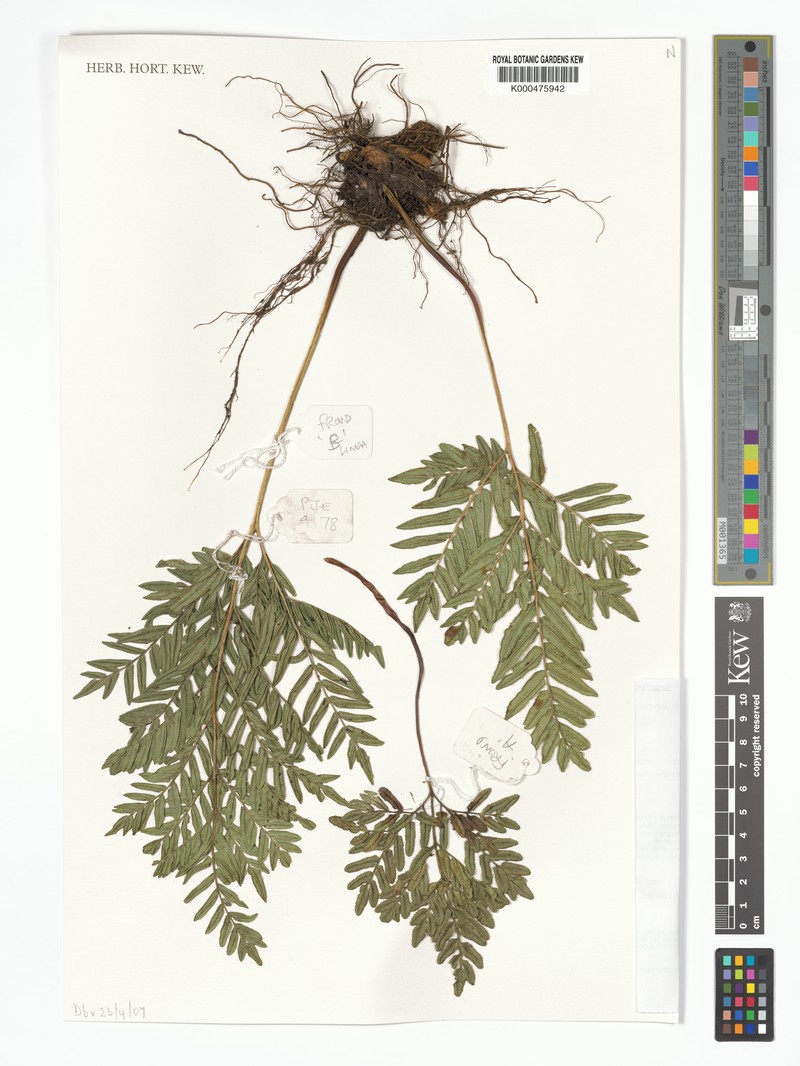 Pteris montis-wilhelminae photo 5