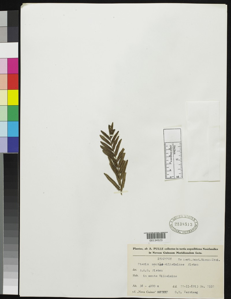 Pteris montis-wilhelminae