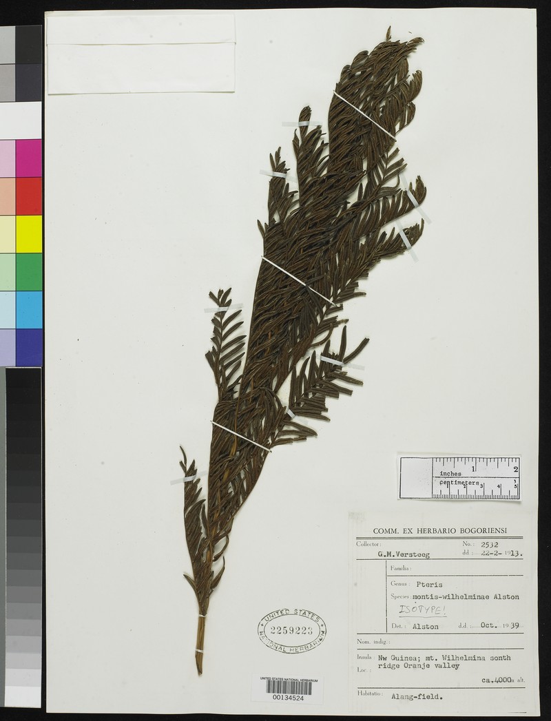 Pteris montis-wilhelminae photo 6