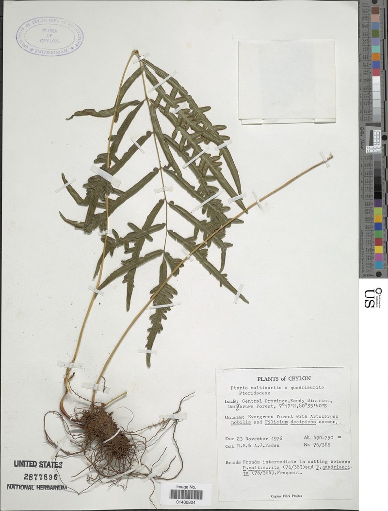 Pteris multiaurita