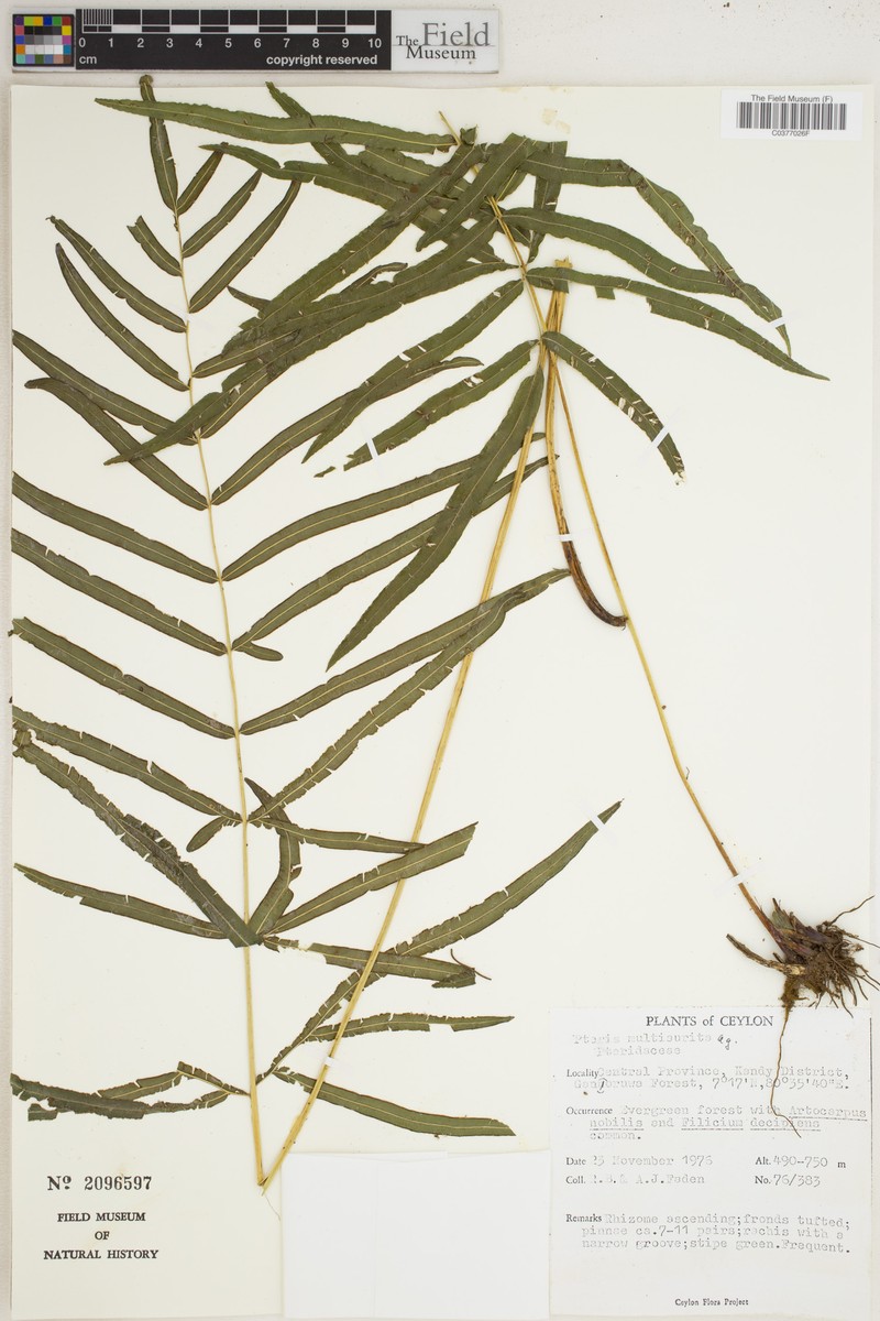 Pteris multiaurita photo 2