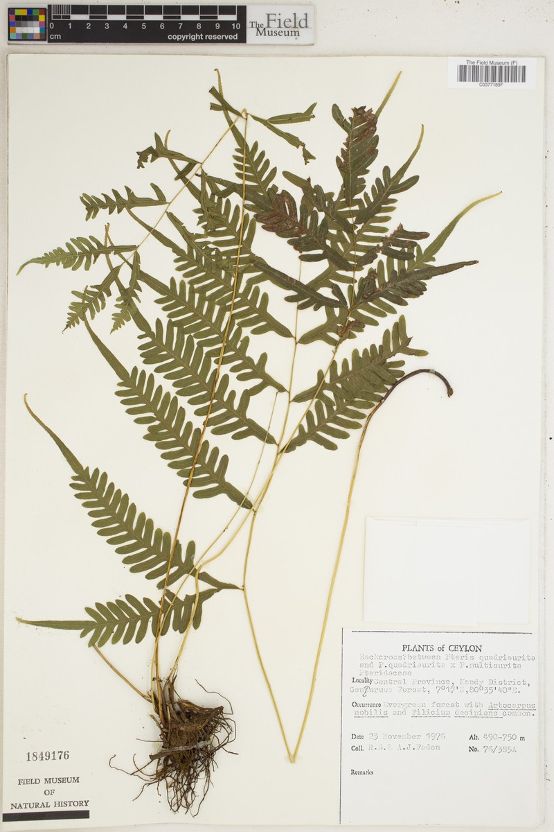 Pteris multiaurita photo 3