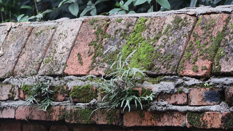 Spider Brake photo 2
