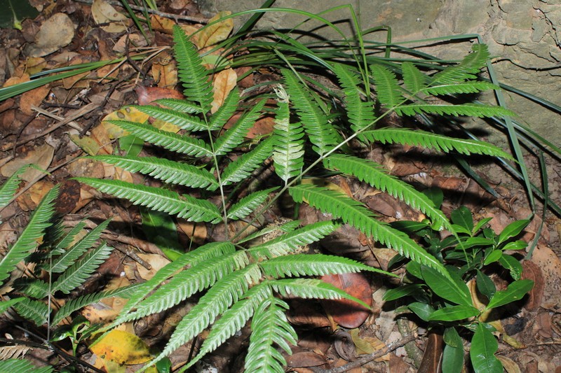 Pteris muricata