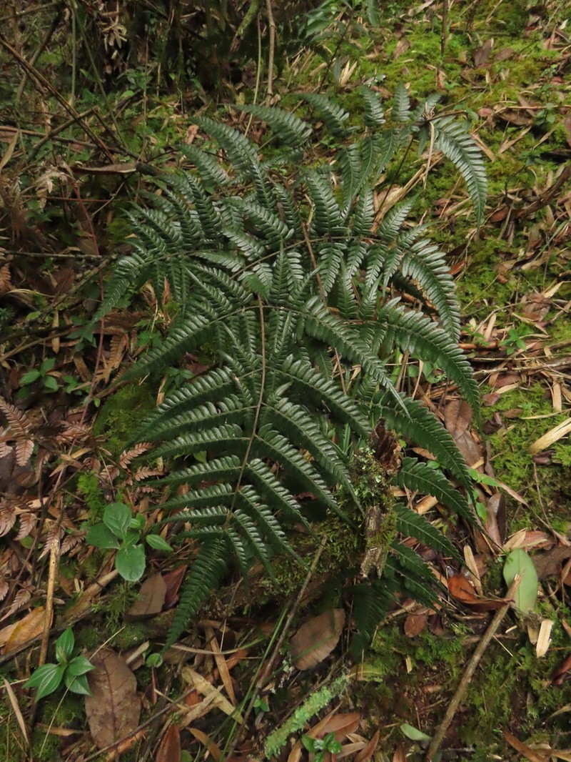 Pteris muricata photo 2