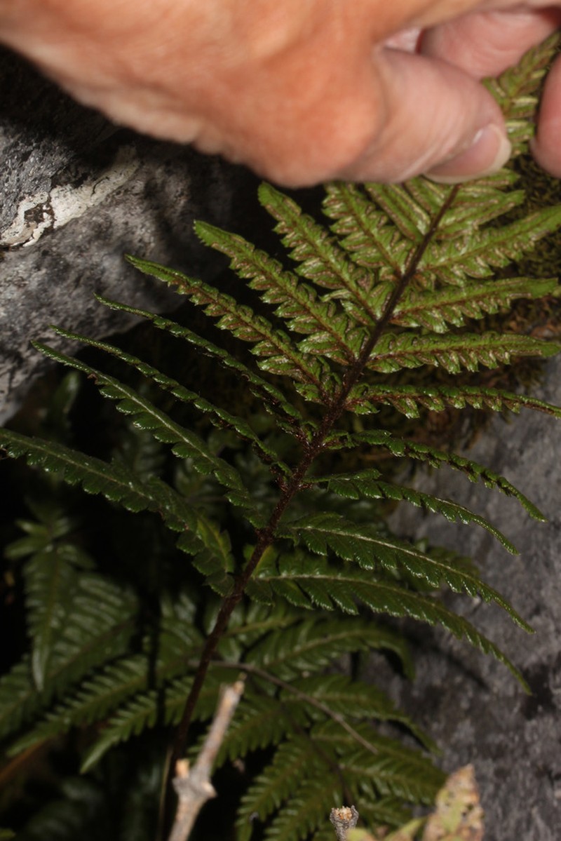 Pteris muricata photo 3