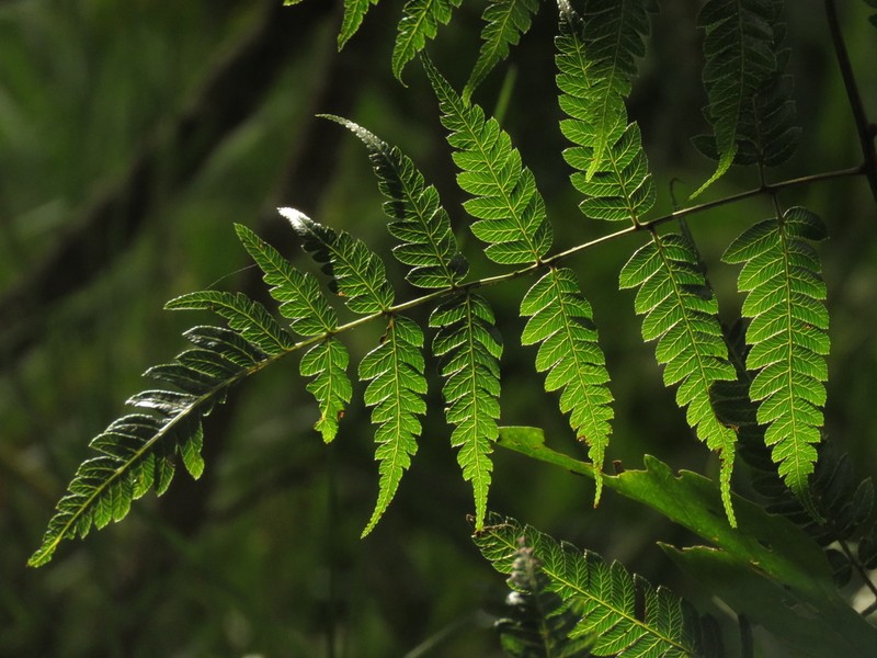 Pteris muricata photo 4