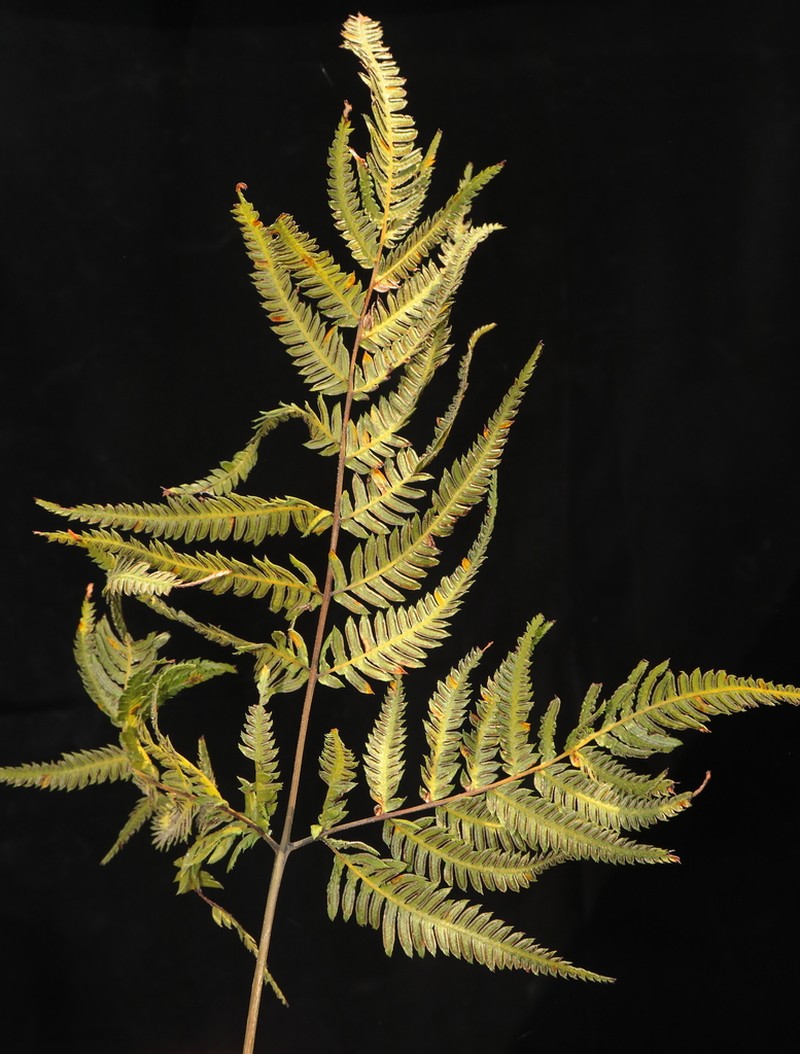 Pteris muricata photo 5