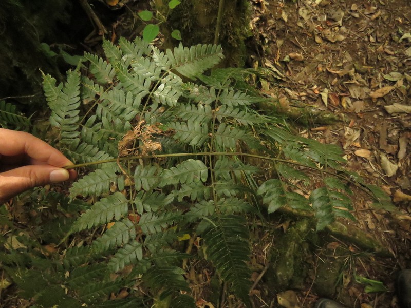 Pteris muricata photo 6