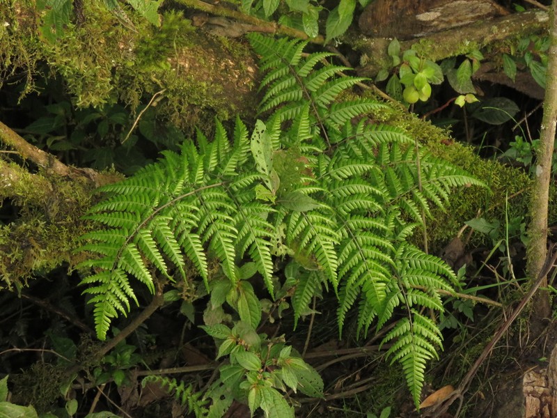 Pteris muricata photo 7