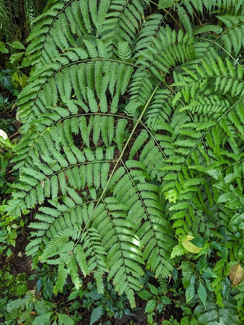 Pteris muricata photo 8