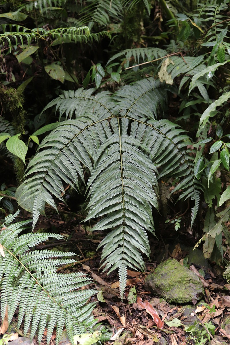 Pteris muricatopedata