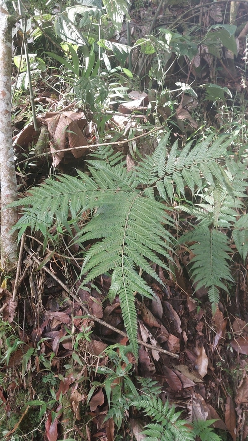 Pteris muricatopedata photo 2