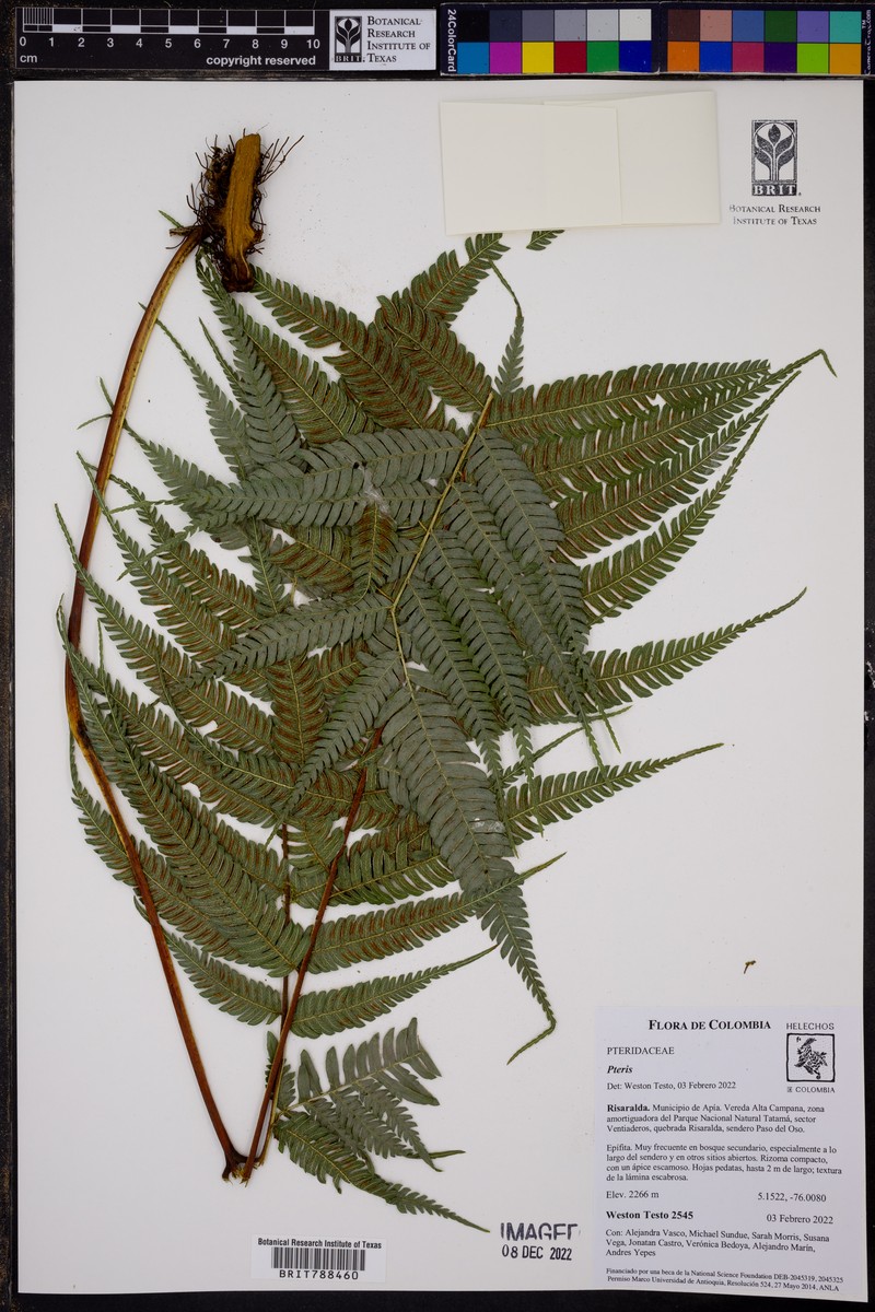 Pteris muricatopedata photo 3