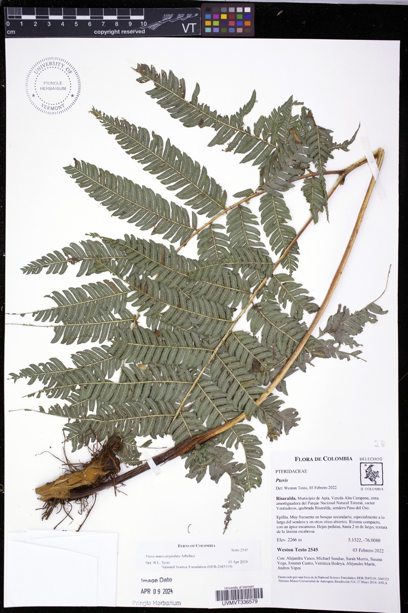 Pteris muricatopedata photo 4