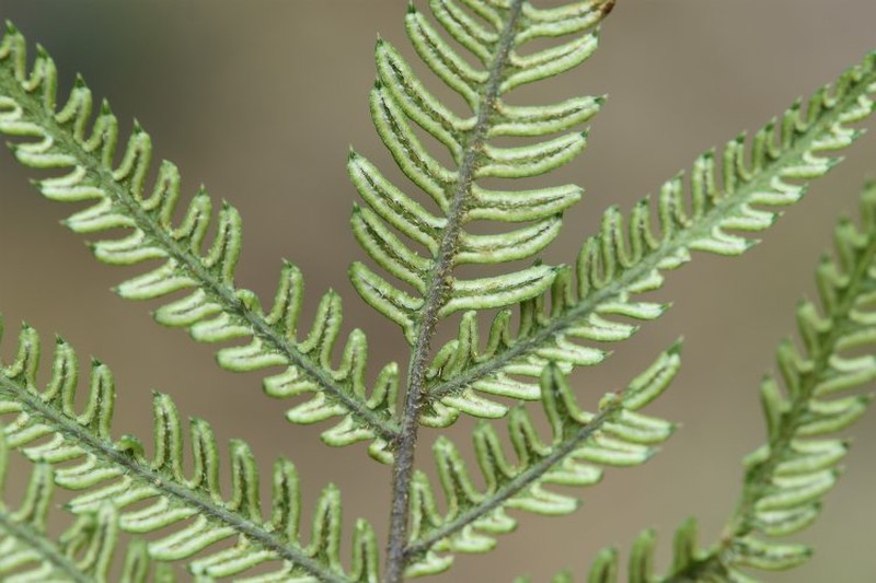 Pteris muricatopedata photo 5