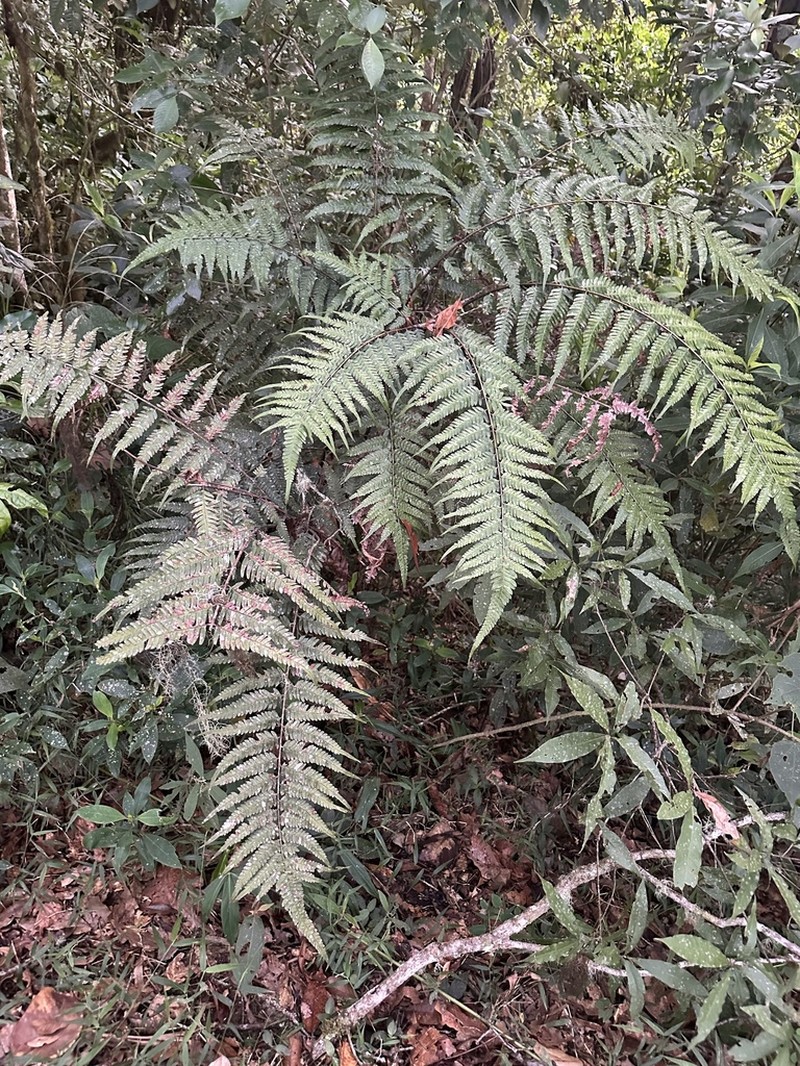 Pteris muricella