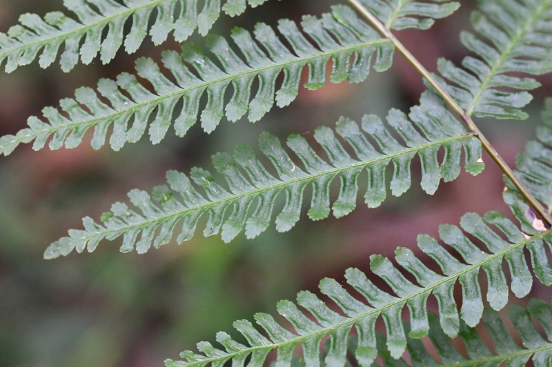 Pteris muricella photo 2