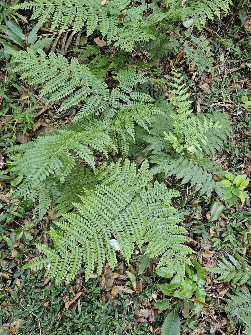 Pteris muricella photo 3
