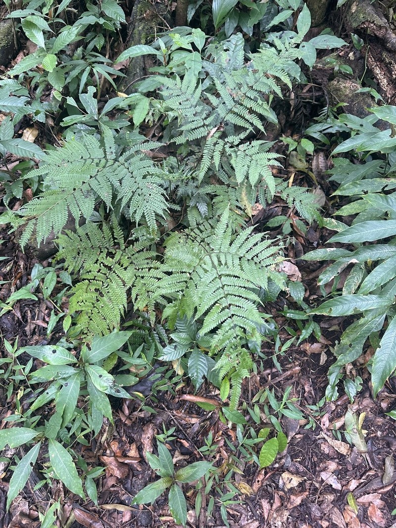 Pteris muricella photo 4